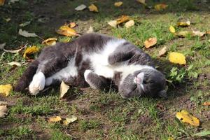 eine graue katze sonnt sich in der sonne auf dem gras und den gelben herbstblättern foto