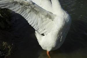 Gänseflügel. Gans schlägt mit den Flügeln. Wasservogel. Einzelheiten des Lebens. foto