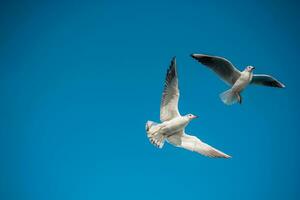 Paar Möwen, die in einem blauen Himmel fliegen