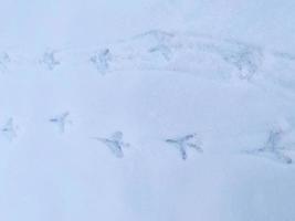 Vogelspuren im Schnee. foto