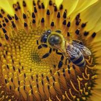 Biene über der Sonnenblume foto