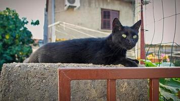 süße schwarze Katze, die auf einer Steinmauer liegt foto