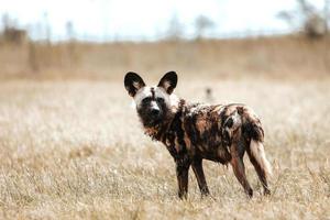 Afrikanischer Wildhund, Südafrika foto