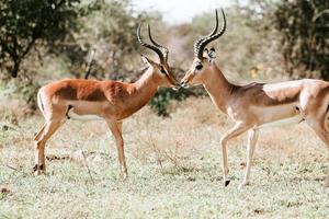 südafrikanischer Impala-Hirsch foto