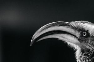 Nashornvogel-Porträt, Südafrika foto