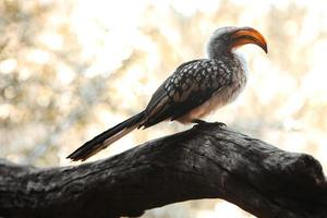 Nashornvogel sitzt auf einem Stiel foto