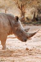 vom Aussterben bedrohtes Breitmaulnashorn foto