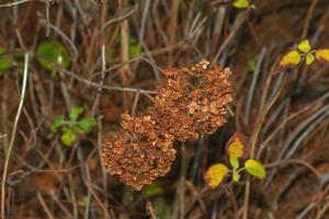 Verblasste Blüten der Hortensie Arborescens im Herbstgarten. foto