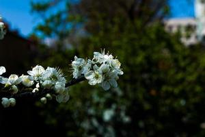 Kirschblüte im Frühling. weiß und rosa zarte Kirschholzfarbe. foto