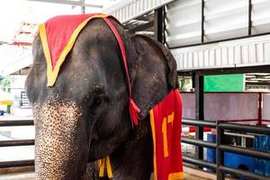 Porträt Nahaufnahme Elefant im Zoo foto