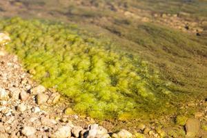 grüner Schlamm und Steine am Flussufer. foto