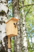 Spatz sitzt auf einem Vogelhaus in einem Baum. der Feeder hängt an einer Birke foto