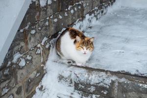 Mehrfarbige Katze sitzt auf dem Schnee. verlassene Katzen im Winter foto