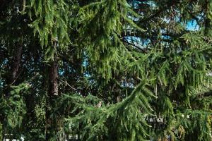 Hintergrund grüner Fichtenzweige auf der Straße foto