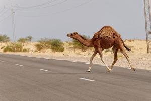 Kamel beim Überqueren der Straße in der Wüste. wilde Tiere. Hüten Sie sich vor Kamelen, die die Straße in der Wüste überqueren. Fahren und reisen Sie mit Vorsicht. Respektieren Sie die Tiere, die die Straße überqueren. foto