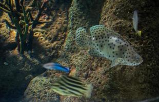 Nahaufnahme schöne bunte Fische schwimmen im Aquarium. foto