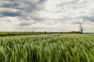 ländliches Wiesenlandschaftsfoto foto