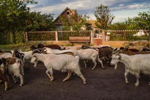 Herde laufender Ziegen Landschaftsfotografie foto