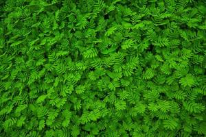 Die Textur des natürlichen tropischen grünen Blattes kann als Hintergrundbild verwendet werden foto