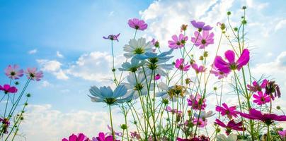 Kosmosblumenhintergrund und blauer Himmel foto