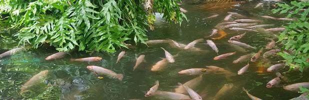 tropischer fischteich mit bunter dekorativer grüner tropischer plantage für hinterhofdekorationsideen foto