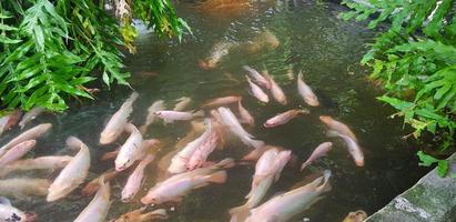 tropischer fischteich mit bunter dekorativer grüner tropischer plantage für hinterhofdekorationsideen foto