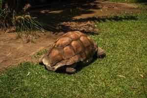 größte Schildkrötenart foto