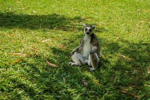 Lemur meditiert im Zoo foto
