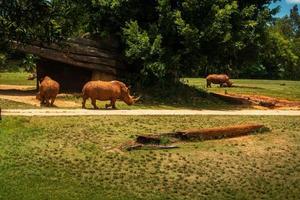 Nashorn ist in einem Zoo foto