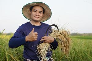 hübscher asiatischer männlicher Bauer trägt Hut, hält Sichel und geerntete Reispflanzen auf Reisfeldern. konzept, landwirtschaftsberuf. Bauer mit Bio-Reis. foto