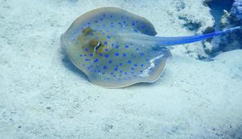 Blaufleckiger Stachelrochen schwimmt in der Nähe des Meeresbodens im Panorama des Roten Meeres foto