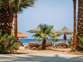 unglaublicher Blick durch Palmen auf den Strand im Urlaub foto