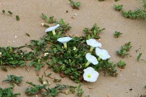 grüne pflanzen und blumen wachsen auf dem sand an der mittelmeerküste. foto