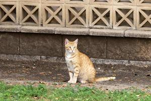 Die Hauskatze ist ein Säugetier aus der Familie der Raubkatzen. foto