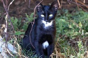 Die Hauskatze ist ein Säugetier aus der Familie der Raubkatzen. foto