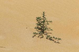 grüne pflanzen und blumen wachsen auf dem sand an der mittelmeerküste. foto