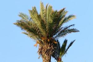 Dattelpalme in einem Stadtpark in Israel. foto