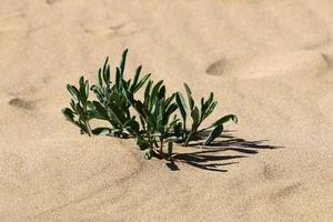 grüne pflanzen und blumen wachsen auf dem sand an der mittelmeerküste. foto