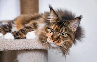 Charmante Maine-Coon-Katze, die die Kamera auf dem Kratzbaum in der Nähe der hellen Wand des Hauses anschaut. Kratzbaum. foto