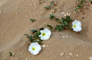 grüne pflanzen und blumen wachsen auf dem sand an der mittelmeerküste. foto