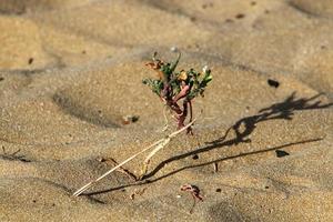 grüne pflanzen und blumen wachsen auf dem sand an der mittelmeerküste. foto