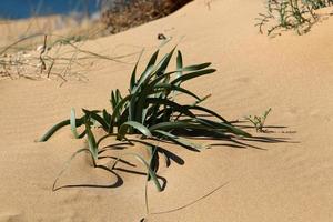 grüne pflanzen und blumen wachsen auf dem sand an der mittelmeerküste. foto