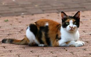 Die Hauskatze ist ein Säugetier aus der Familie der Raubkatzen. foto