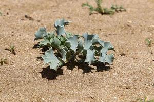 grüne pflanzen und blumen wachsen auf dem sand an der mittelmeerküste. foto