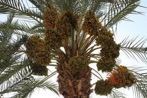 Dattelpalme in einem Stadtpark in Israel. foto