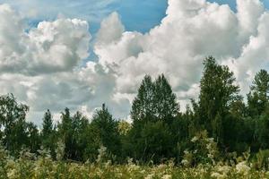 Mittsommer-Laubwald, Sommergrasblüte, mit Kumuluswolken bedeckter Himmel, bewölkter Tag, Hintergrund oder Banner des Waldökosystems, Sorge um Natur, Ökologie und Probleme des Klimawandels foto