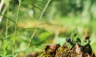 Rote Waldameise auf einem Teufelszweig. grüner Waldhintergrund mit Freiraumkopie. die Idee des Ökosystems der Natur, sorgen für das Wohlergehen der Ökologie foto