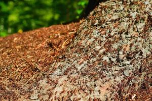 Waldameisenhaufen, Nahaufnahme. Rote Waldameisen - Teil des Waldökosystems, Pflege der Natur, ökologische Probleme des Klimawandels. Rahmen für Hintergrundinformationen über die Natur mit freiem Speicherplatz foto