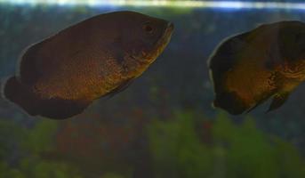 ocular astronotus ist ein großer Rochenflossenfisch aus der Familie der Cichlaceae. es ist auch unter den Namen bekannt foto