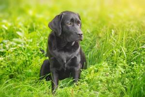 Labrador Retriever Welpe sitzt auf dem Gras. Porträt eines schwarzen Vollbluthundes. foto